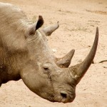 Operation Crash: U.S. Indicts Groenewald Brothers for Rhino Horn Trafficking