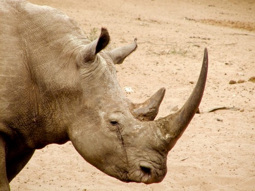 The trail of a notorious South African rhino horn trafficker has led to the United States. Photo: Karl Stromayer/USFWS