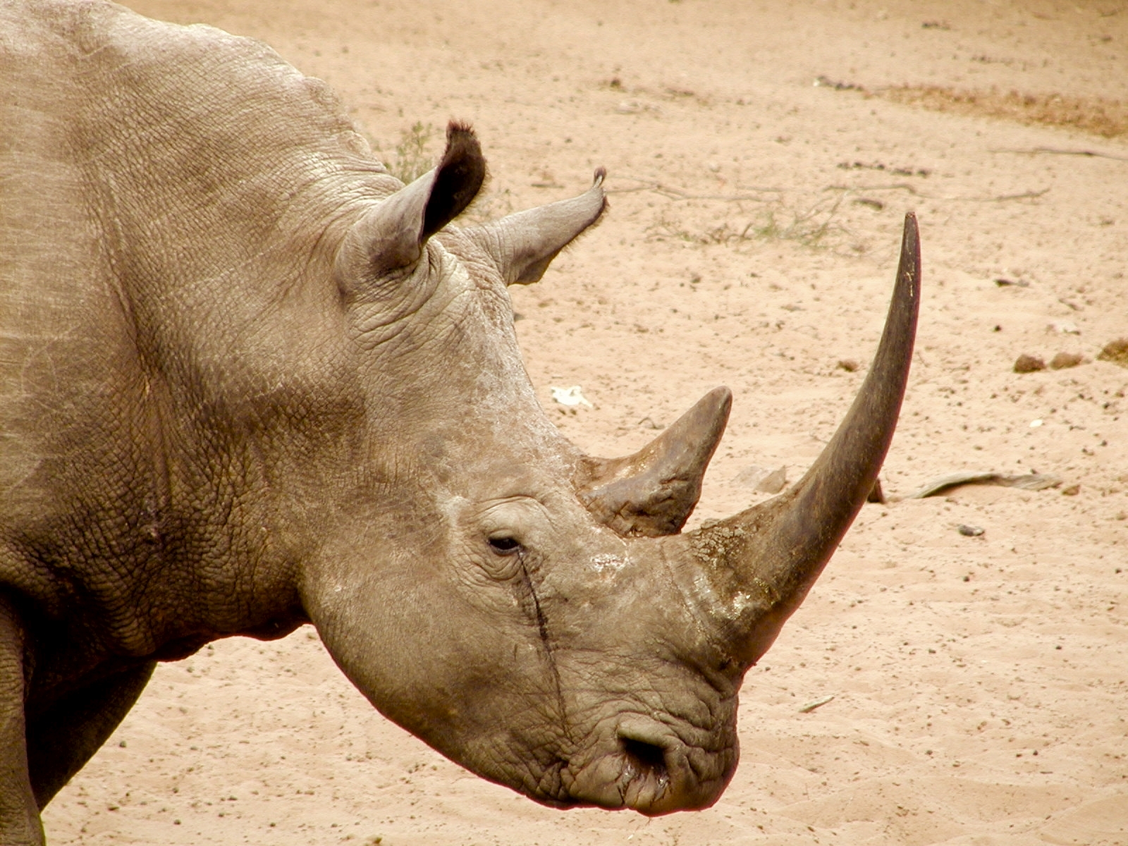 Operation Crash: U.S. Indicts Groenewald Brothers for Rhino Horn