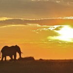 Natural Ruses Rule Out Culling for Elephants in Kruger National Park, South Africa