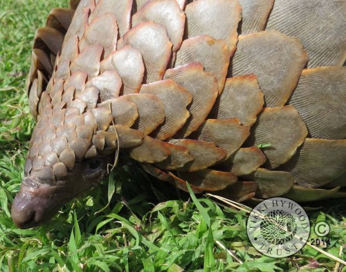 This year, PPNAT photographers used their work to showcase the plight of pangolins at the Montier-en-Der film festival, and will be displaying their pangolin conservation exhibition at further major events throughout Europe in coming years. PHOTO: Tikki Hywood Trust
