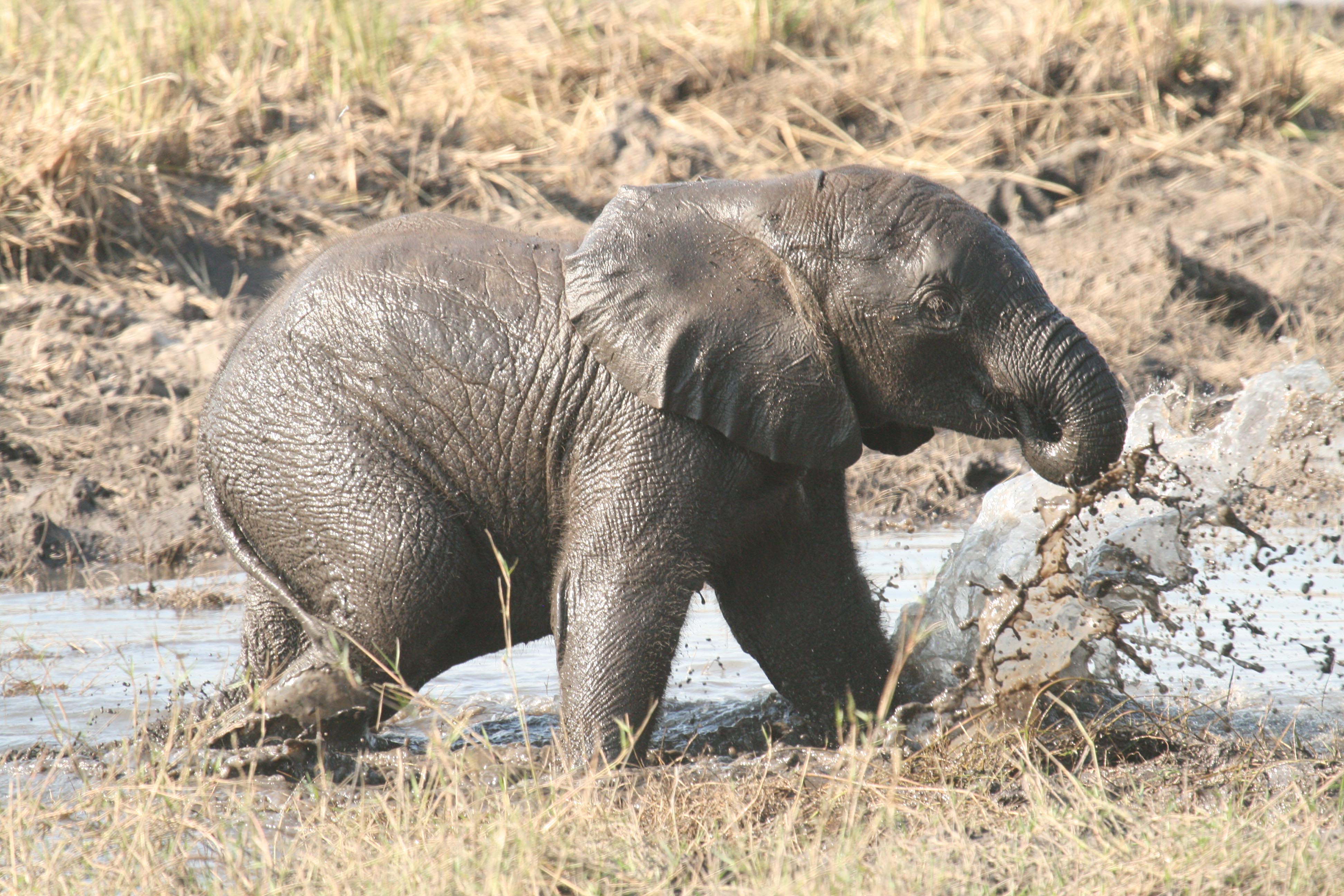 CITES Responds to 'Baby Elephants Captured in Zimbabwe' Situation ...