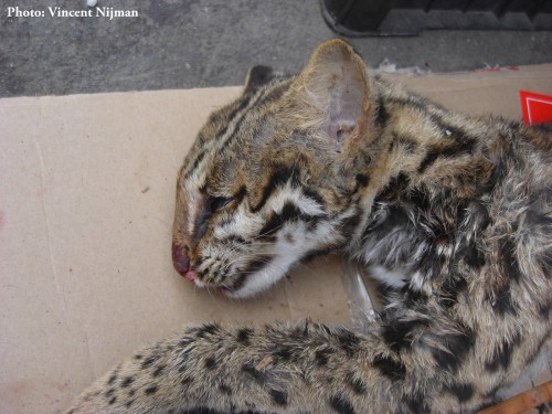 Freshly killed Leopard Cat for sale in the market of Mong La – 2014. PHOTO © Vincent Nijman 