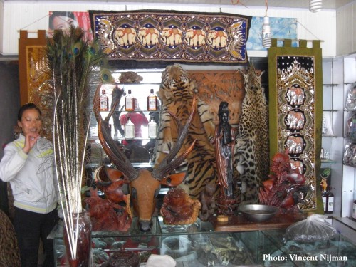 Tiger and Leopard skins, among other wildlife parts, for sale in a shop in Mong La – 2014 PHOTO:  Vincent Nijman / TRAFFIC