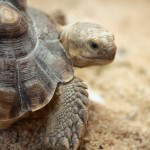U.S. Judge Sentences Tortoise Trafficker to Prison