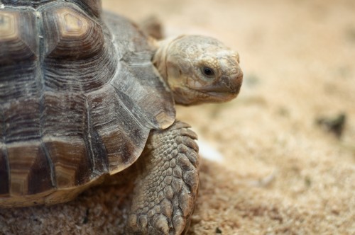 A tortoise trafficker identified as Kwong Wa Cheung was sentenced to two months in federal prison and fined $12,000 for attempting to smuggle 46 tortoises from California to Hong Kong. Photo by Derrick Coetzee via Wikimedia Commons.