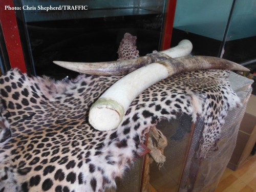 Leopard skin on display with elephant tusks in a shop in Mong La – 2014. PHOTO ©  Chris R. Shepherd / TRAFFIC