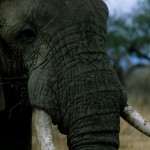 Environmentalists Object to $450 Million ‘Good Governance’ Aid to Tanzania, Citing Corruption, Ivory Trafficking Links