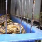 Revealed: Bangkok Market Provides Safe Haven for Illegal Tortoise Trade