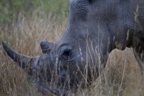 Yet another rhino horn trafficking scheme has been linked to South Africa's corrupt trophy hunt system. Photo by Steve Evans via Wikimedia Commons