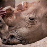 Artificial Techniques of Reproduction May Be Last Hope for the Northern White Rhino