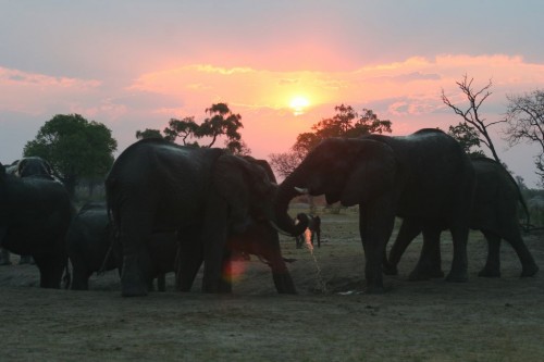 South Africa's tourism industry is under fire for not taking a stand against "elephant encounters". PHOTO: Clarissa Hughes, Conservation Action Trust
