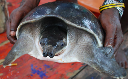 An adult Pig-nosed Turtle (carapace length 40 cm) showing the characteristic ‘trunk’ with nostrils – the ‘pig-nose’ from which it gets its name. PHOTO: Ron Lilley / TRAFFIC