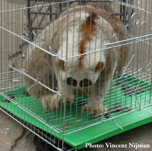 Bengal Slow Loris in Mong La market – 2014. Photo © Vincent Nijman 