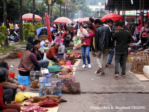 Bengal Slow Loris and other wildlife – a scene from the Mong La market place in 2014. Photo © Chris R. Shepherd / TRAFFIC