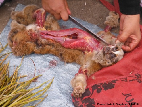Freshly killed Bengal Slow Loris being skinned in the Mong La market – 2014 . Photo © Chris R. Shepherd / TRAFFIC