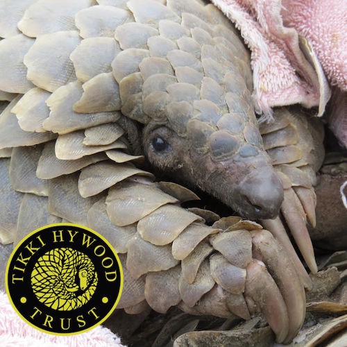 Greenwatch Uganda is taking action against the export of seven tonnes of pangolin scales. Photo © Tikki Hywood Trust