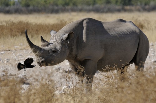 The Save the Rhino Trust (SRT) of Namibia has launched an internal investigation into the possibility that some of its own staff have been colluding with poachers in the Kunene region of Namibia. Photo by Hans Stieglitz, via Wikimedia Commons