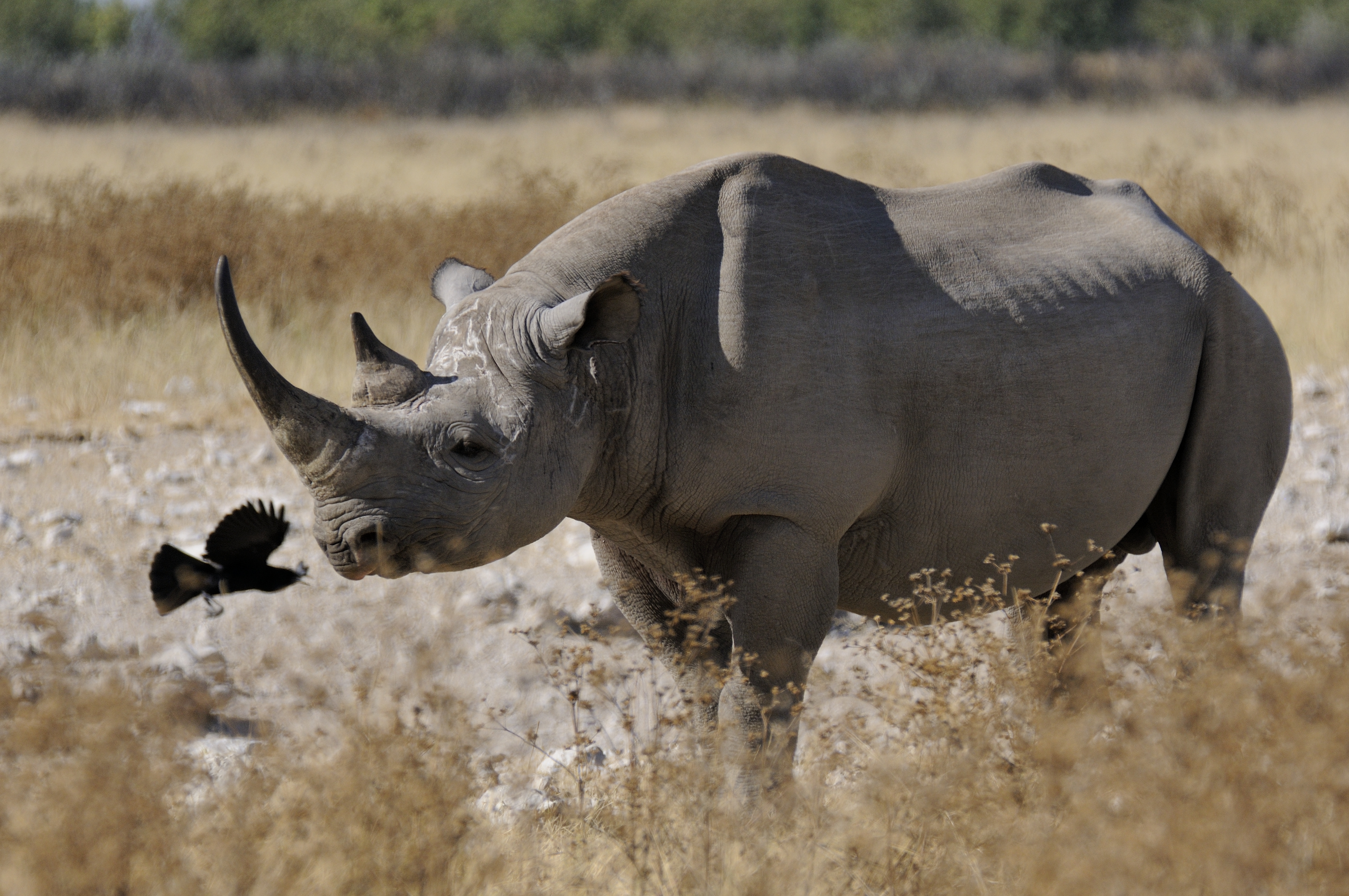 Wildlife Trade Experts Oppose Use of Synthetic Rhino Horn as Anti-Poaching ...
