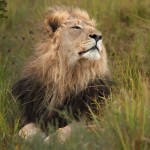 Is South Africa Seeking to Downlist Lions in Order to Trade Lion Bones?