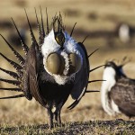 American Commerce is No Friend of Protected Birds
