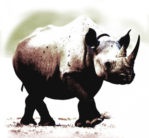 There is no scientific evidence to support claims of rhino horn's curative properties.