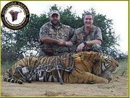Screenshot of a photo depicting a tiger killed in a bow hunt, which has since been removed from the Gotsoma Safaris gallery.