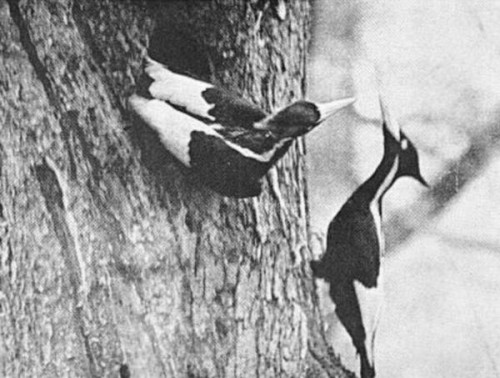 The king of American woodpeckers is a steep price to pay for timber.
