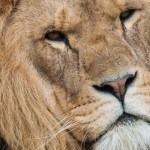 Zimbabwe Tightens Hunting Regulations After Illegal Killing of Iconic Lion