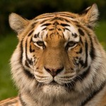 South Africa’s Tiger Trade Under Scrutiny