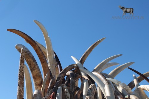 Putting wildlife traffickers out of business is a top priority for the United States. Photo taken at U.S. Ivory Crush, November 14, 2013 © Rhishja Cota-Larson/Annamiticus