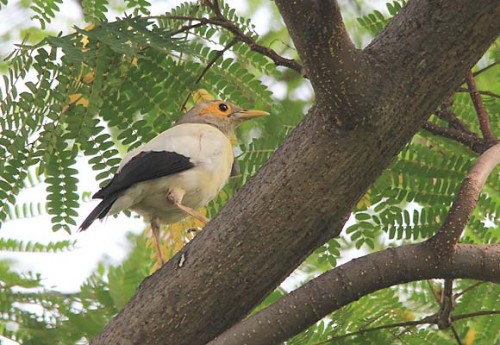  The birds are now so valuable that a captive breeding centre, where birds were being reared for conservation purposes, suffered a double robbery in June 2014, and almost the entire breeding stock, more than 150 birds were stolen. Photo courtesy of TRAFFIC.