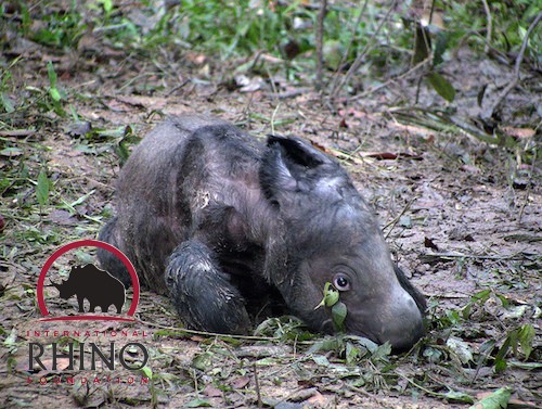 Ratu's first calf, ‘Andatu,’ who was born at the Sumatran Rhino Sanctuary in 2012. Photo © International Rhino Foundation