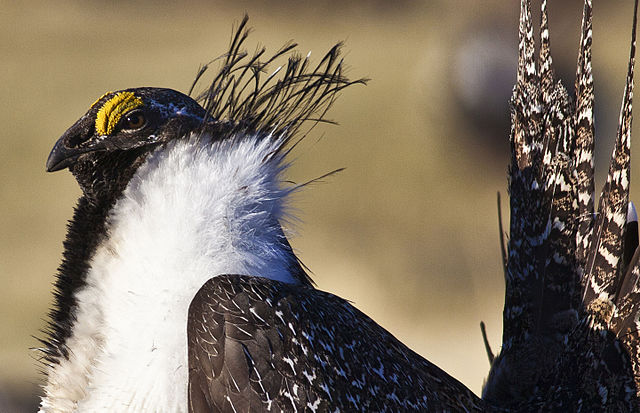 At the end of the day, there is one certain fact: Sage Grouse populations that once numbered in the millions are now in the hundreds of thousands. Photo by Bob Wick /By Bureau of Land Management via Wikimedia Commons