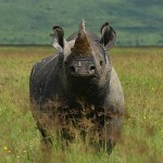 Wildlife Trade Experts Oppose Use of Synthetic Rhino Horn as Anti-Poaching Measure