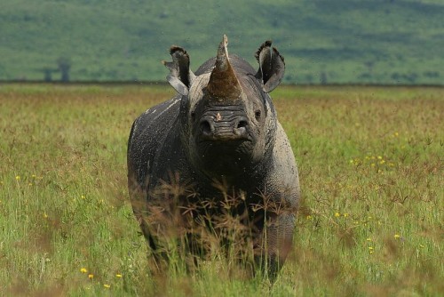 A coalition of 10 NGOs warns that the development and distribution of a synthetic alternative to real rhino horn runs the very real risk of only exacerbating the rhino crisis by removing the stigma of rhino horn consumption and creating unnecessary obstacles for law enforcement. Photo by Demetrius John Kessy via Wikimedia Commons.