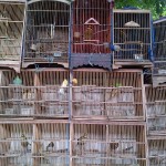 Tens of Thousands of Birds Illegally Sold on the Streets of Jakarta