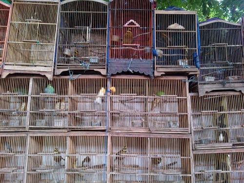 Rows of cages at a stall just outside Pramuka market. Photo: Kanitha Krishnasamy/TRAFFIC