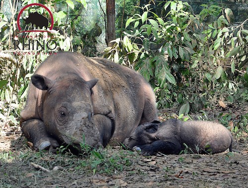 Mother rhino Ratu with her first baby Andatu in 2012.  Photo © International Rhino Foundation