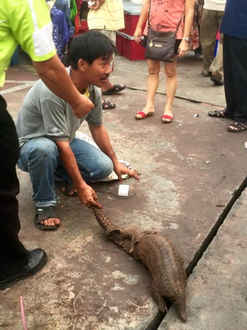 Do you recognize this pangolin trader? Please call local authorities so these pangolins have a chance to be rescued.