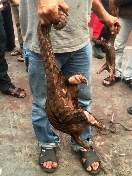 Sibu Night Market, Sarawak: A mother pangolin and her baby for sale, 5:30 pm on September 9.