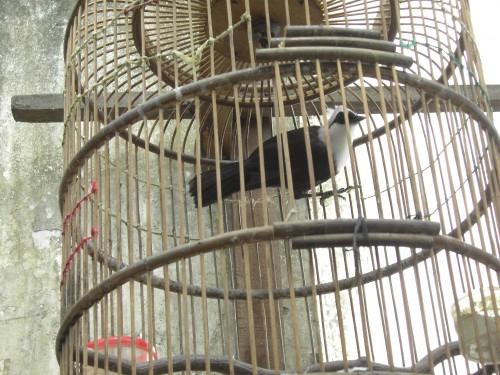 A Sumatran Laughingthrush, one of the species for sale in the markets. Photo: James Eaton/Birdtour Asia 