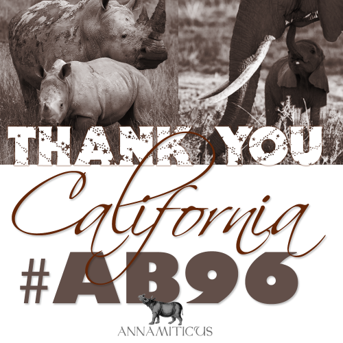 AB 96 passed the Senate floor on a 26 - 13 vote and removes California’s exemption for ivory and rhino horn imported prior to January 1, 1977. Image © Annamiticus