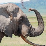 China and the Hunting of Elephants