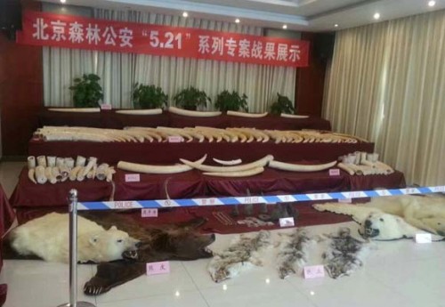 Beijing Forest Police uncovered a wildlife trafficking ring that led from Japan through Hong Kong to mainland China. Photo courtesy of TRAFFIC