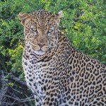 Part 2 – International Wildlife Crime: Counting the Dots
