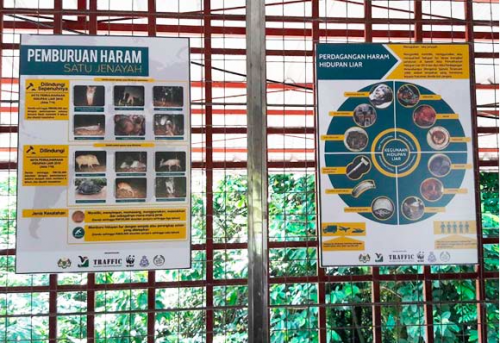 The posters serve as a quick reference to illegal hunting and trade offences under the Wildlife Conservation Act 2010 and International Trade in Endangered Species Act 2008. Photo © TRAFFIC