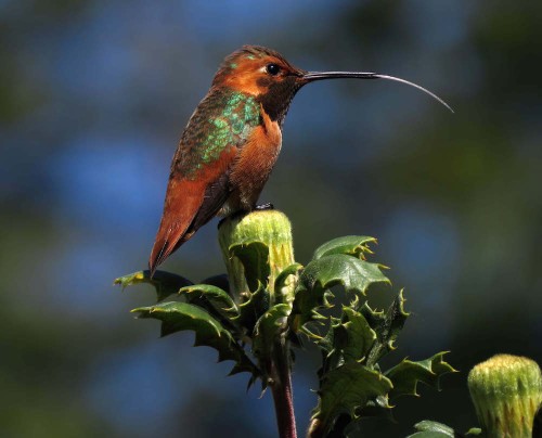 "Birds are messengers that provide vital insights on how climate change threatens species, habitats and communities worldwide." Photo: Tony Britton / Audubon Photography Awards