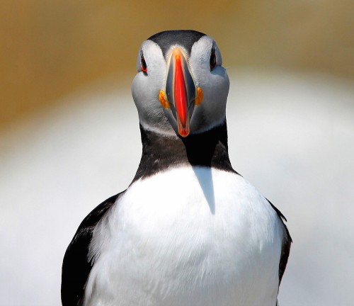 "Climate change is not just a concern for the future: It is already threatening species. " Photo: Kevin Vande Vusse / Audubon Photography Awards