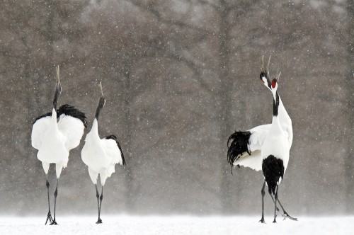 "Climate change is not just a concern for the future: It is already threatening species." Photo: David Courtenay / Audubon Photography Awards